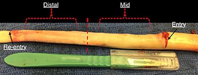 Biomechanical Material Characterization of Stanford Type-B Dissected Porcine Aortas